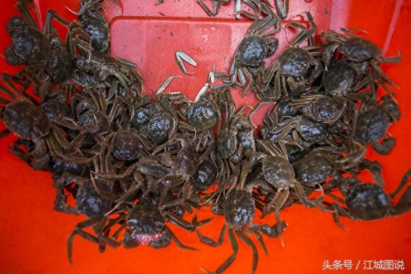 金秋时节正值螃蟹出水之时，盘锦河蟹登陆吉林市街头，35元一斤