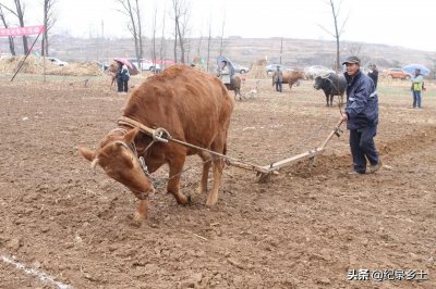 ​九九到，老话说：九九加一九，耕牛遍地走？