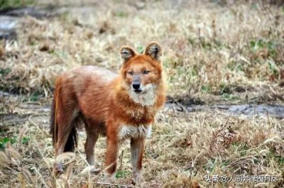 ​云南“豺狼”出没，野猪的对手来了，人类也要小心