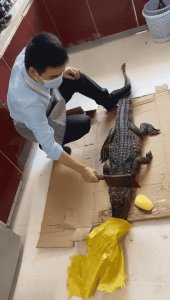 ​买回家的冻鳄鱼复活了？吃鳄鱼真的不违法吗？