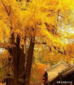 ​北京「潭柘寺」：先有潭柘寺，后有北京城