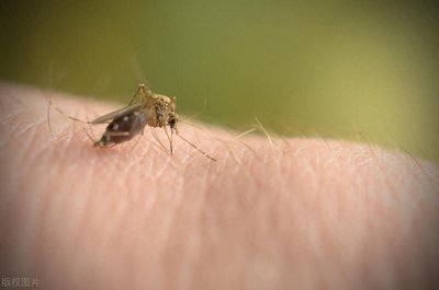 ​冬天蚊子怎么消灭？为什么冬天还有蚊子是怎么回事？