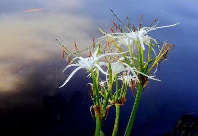 ​每天认识一种园林植物——观花植物之186水鬼蕉