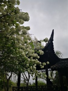 ​让人迷惑的荚蒾属植物？带大家认识绣球荚蒾、粉团荚蒾、欧洲荚蒾