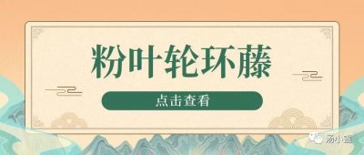 ​粉叶轮环藤：金锁匙~