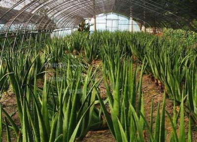 ​温室大棚特种蔬菜食用芦荟，优质高产栽培技术