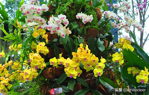 东莞隐贤山庄  一个踏青赏花&游玩休闲的去处