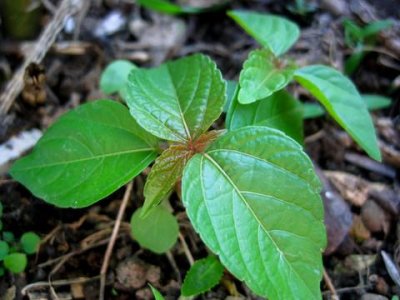 人称“血见愁”,曾当救荒菜,如今成“养生菜”,家乡人都喜欢吃
