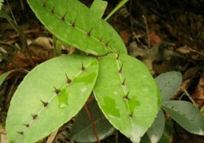 ​植物如其名，人称“两面针”，看上去就不平凡，你是否见过它？