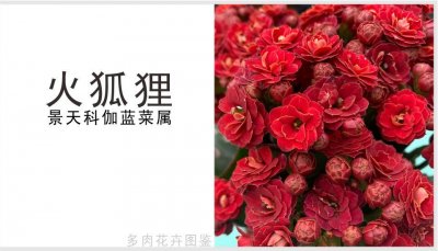 ​「火狐狸」长寿花，花瓣重瓣瓣红色带金边，长寿花三狐之一