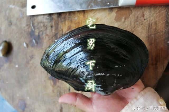 河蚌中间肉里面是什么(河蚌肉哪些不能吃图解)