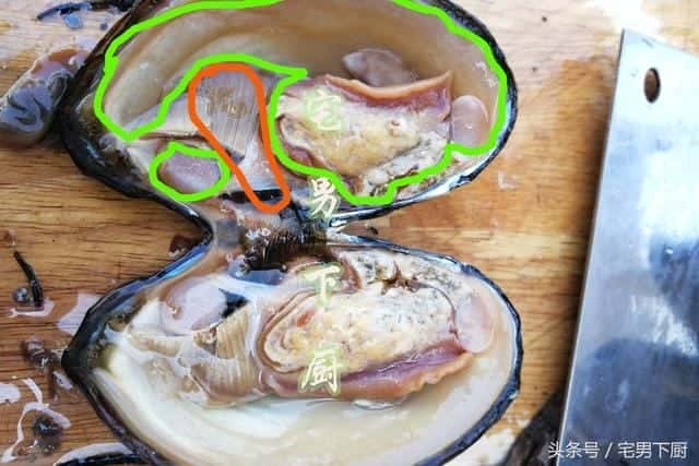 河蚌中间肉里面是什么(河蚌肉哪些不能吃图解)
