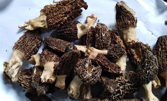 蘑菇种类大全及图片，菜市场菌类大汇总