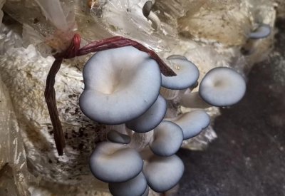 ​蘑菇种类大全及图片 详细讲解：菜市场菌类大汇总