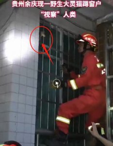 ​太可爱了！贵州发现大灵猫蹲在窗户上“观察”人类 大灵猫为何濒危