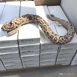 ​神农架曾有人被放生毒蛇咬死，为何专家还要一次放生200多条蛇？
