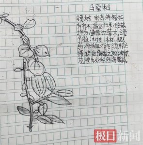​四川13岁男孩手绘中草药走红，父亲：从未教他画画