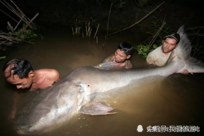 ​地球上最大的鱼的照片