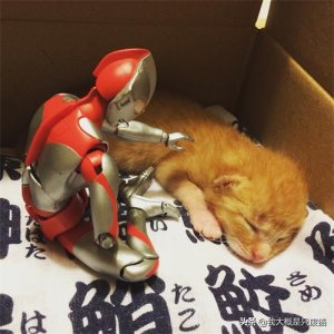 ​守护“猫咪”5年之久的咸蛋超人，让多少人贡献了眼泪