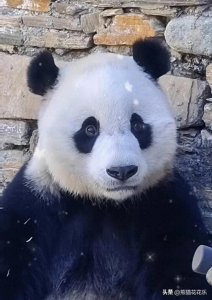 ​解析美国租借熊猫背后的话题是友好的文化交流还是商业利益驱动 ？