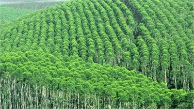 ​桉树曾经的摇钱树，如今成了断子绝孙树，“禁桉令”说明了什么？