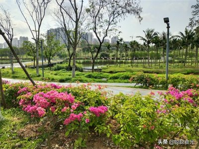 ​春分时节，用“5鲜菜”炒鸡蛋，顺应节气，营养丰富还鲜嫩