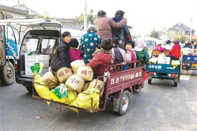 ​新竹背篓采茶女 忙碌20天为得茶飘香