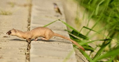 ​你知道黄鼠狼的传说吗？你知道黄鼠狼为什么不能杀吗？