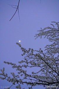 ​造物无言却有情，每于寒尽觉春生