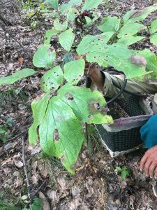 ​真正的野生三七与人工种植的三七图片对比