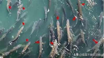 ​三峡坝区大鱼横行，大量“水老虎”出没引发担忧，专家:不用干涉