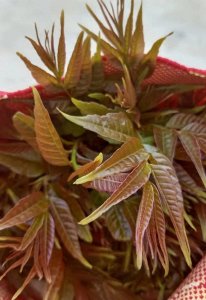 ​必吃！香椿拌面这样做，鲜香滑嫩，一口下去满嘴都是春天的味道