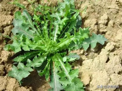 ​农村餐桌最常见的10种野菜，你吃过几种？见到它们你敢说都认识？