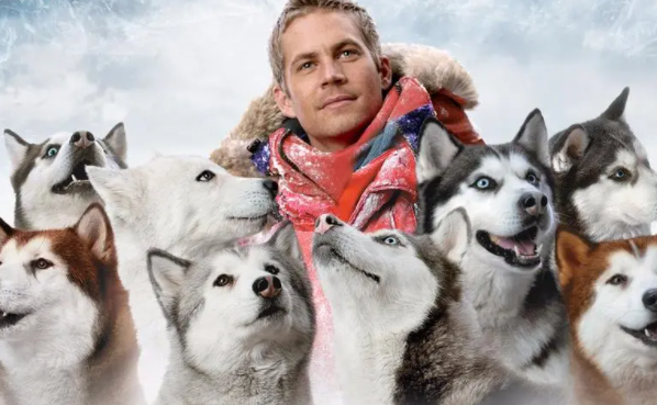 狗狗主题的电影推荐（十部值得看的狗狗电影）(2)_