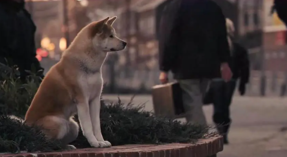 狗狗主题的电影推荐（十部值得看的狗狗电影）(1)_