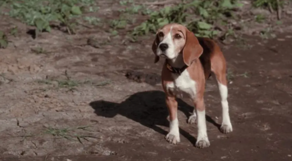 狗狗主题的电影推荐（十部值得看的狗狗电影）(4)_