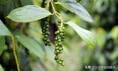 ​胡椒种植：黑金诱惑下的风险与机遇