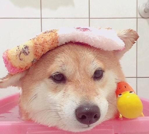 明星的宠物叫什么名字(明星宠物名字) 明星 宠物 第2张