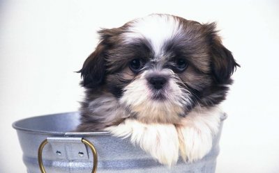 ​明星的宠物叫什么名字(明星宠物名字)