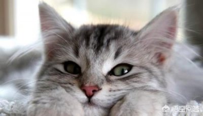 ​如何判断猫脊椎神经受损猫咪脑神经受损能恢复吗？