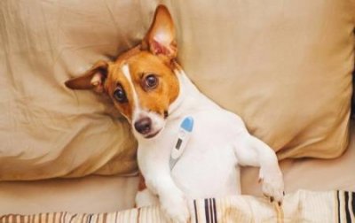 ​狗狗掉毛用什么药医治好狗狗脱毛皮肤病用什么药好