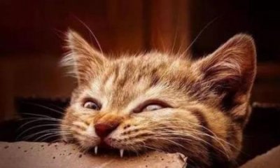 ​猫脑袋突然抬不起来猫脑袋突然抬不起来四肢无力