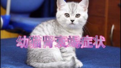 ​狗狗长了肿瘤怎么办？狗狗长肿瘤是什么原因？