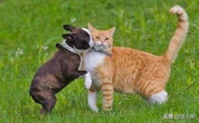 ​猫咪膀胱炎吃什么药？最快见效猫膀胱炎吃什么药？好