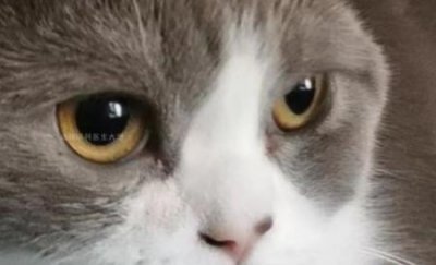 ​猫咪寄养后不吃东西猫咪寄养回来后不吃饭