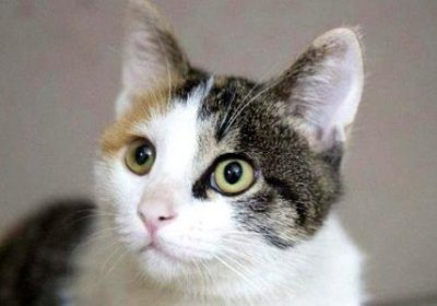 ​被打过针的狗轻微抓伤被打过针的狗轻微抓伤不打针会怎么样