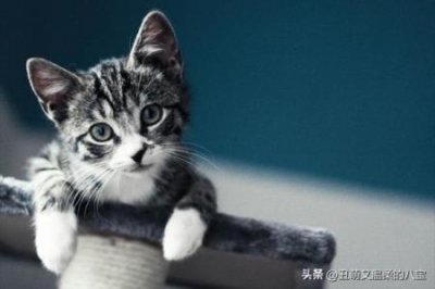 ​猫咪尿在猫砂盆里却不在里面拉屎为什么猫咪不在猫砂盆里拉尿