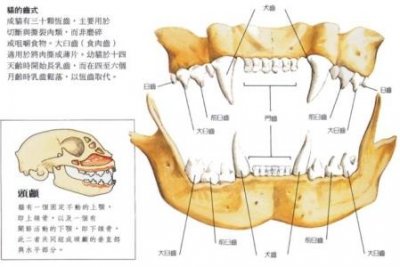 ​猫一个月用多少猫砂一次用多少猫砂