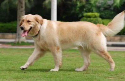 ​狗狗得冠状怎么办？狗狗得了冠状病毒怎么办？