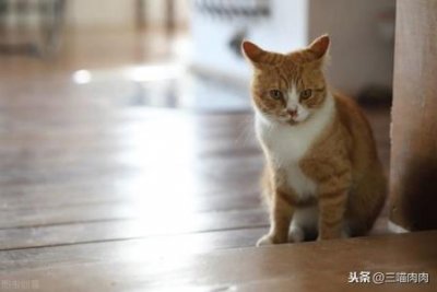 ​猫咪干呕但有食欲猫咪干呕但有食欲嗓子哑